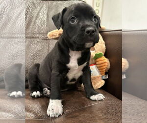 American Pit Bull Terrier-Labrador Retriever Mix Dogs for adoption in San Diego, CA, USA