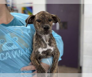 Mutt Dogs for adoption in Raleigh, NC, USA