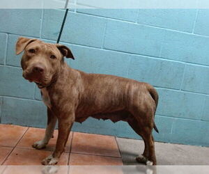 American Pit Bull Terrier Dogs for adoption in Downey, CA, USA