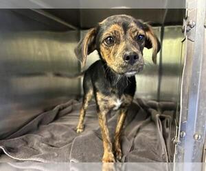 Chihuahua-Unknown Mix Dogs for adoption in Grand Prairie, TX, USA
