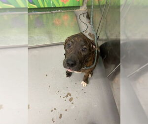 Labrador Retriever-Unknown Mix Dogs for adoption in Waco, TX, USA