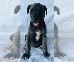 Anatolian Shepherd-Labrador Retriever Mix Dogs for adoption in Nashville, TN, USA