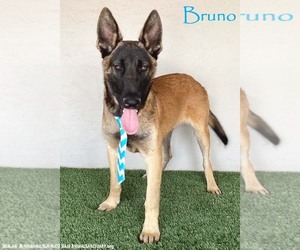 German Shepherd Dog-Unknown Mix Dogs for adoption in San Diego, CA, USA