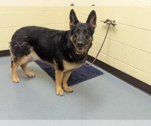 German Shepherd Dog Dogs for adoption in Denver, CO, USA