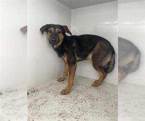German Shepherd Dog Dogs for adoption in Houston, TX, USA