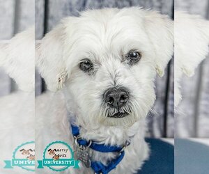 Poochon Dogs for adoption in Kennesaw, GA, USA