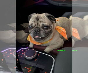 Pug Dogs for adoption in Woodland Hills, CA, USA