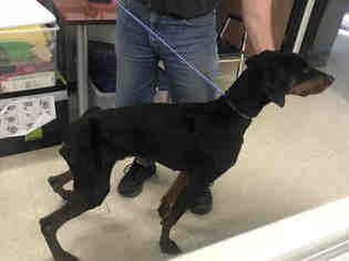 Doberman Pinscher Dogs for adoption in San Andreas, CA, USA
