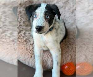 Aussie Pyrenees Dogs for adoption in Turlock, CA, USA
