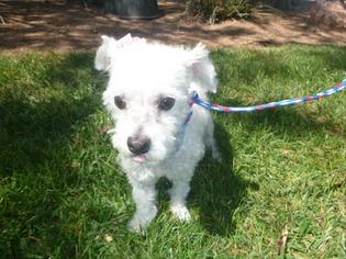 Poodle (Standard) Dogs for adoption in Henderson, NV, USA
