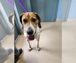 American Foxhound Dogs for adoption in Newton, NC, USA