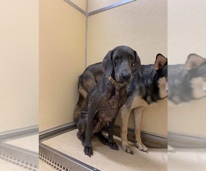 Weimaraner Dogs for adoption in BULLARD, TX, USA