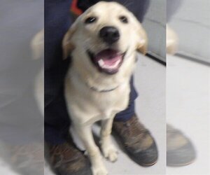 Golden Retriever-Unknown Mix Dogs for adoption in Augusta, GA, USA
