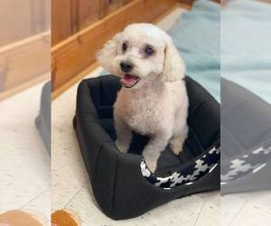 Poodle (Miniature) Dogs for adoption in Raleigh, NC, USA