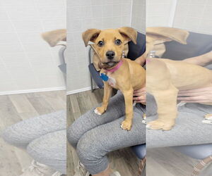 Mutt Dogs for adoption in Minneapolis, MN, USA