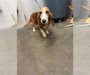 Basset Hound Dogs for adoption in Rosenberg, TX, USA