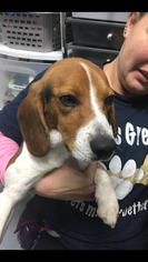 Medium Photo #1 Beagle-Unknown Mix Puppy For Sale in Troy, IL, USA