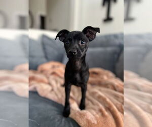 Chihuahua Dogs for adoption in Menifee, CA, USA
