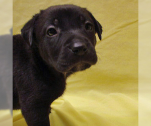 Medium Photo #1 Bullmasador Puppy For Sale in Fayetteville, TN, USA