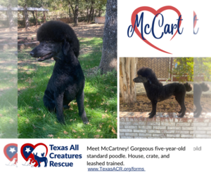 Poodle (Standard) Dogs for adoption in Lillian, TX, USA