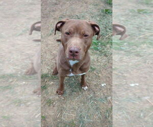 American Pit Bull Terrier-Labrador Retriever Mix Dogs for adoption in Calhoun, GA, USA