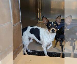 Chihuahua Dogs for adoption in Riverside, CA, USA