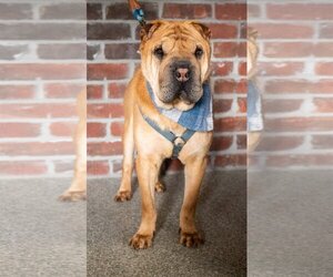 Chinese Shar-Pei Dogs for adoption in St. Louis Park, MN, USA
