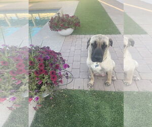 Mastiff-Unknown Mix Dogs for adoption in Goodyear, AZ, USA