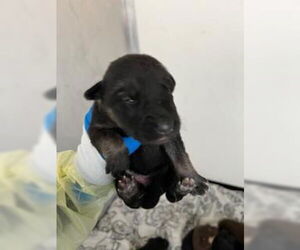 German Shepherd Dog-Unknown Mix Dogs for adoption in Stockton, CA, USA