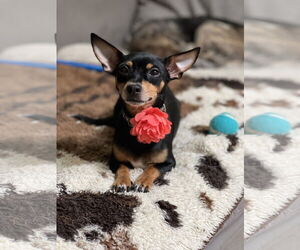 Chipin Dogs for adoption in Phoenix, AZ, USA