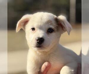 Labrador Retriever-Unknown Mix Dogs for adoption in Yardley, PA, USA