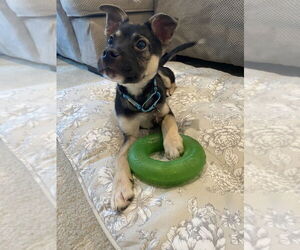 Mutt Dogs for adoption in Springdale, PA, USA