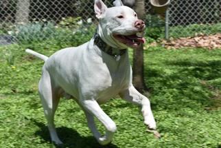 Small American Pit Bull Terrier