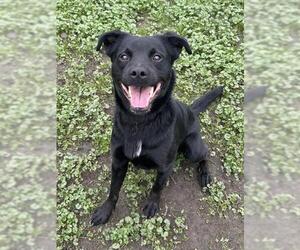 Labrador Retriever-Unknown Mix Dogs for adoption in Sacramento, CA, USA