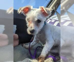Maltese-Unknown Mix Dogs for adoption in Wichita, KS, USA