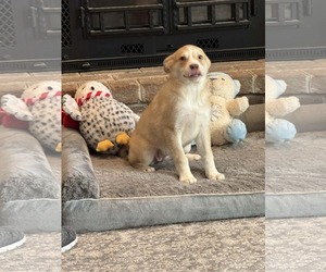 Labsky Dogs for adoption in Mechanicsburg, PA, USA