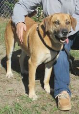 Mutt Dogs for adoption in Camden, SC, USA