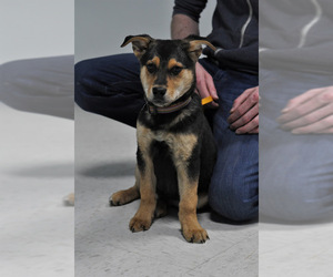 Medium Photo #1 German Shepherd Dog-Unknown Mix Puppy For Sale in Maple Grove, MN, USA