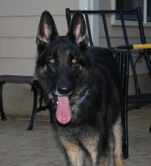 German Shepherd Dog Dogs for adoption in Holly Springs, NC, USA