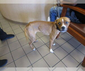 Boxer-Unknown Mix Dogs for adoption in Ocala, FL, USA