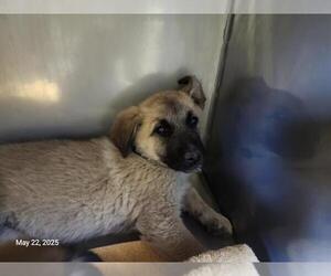 Great Pyrenees-Unknown Mix Dogs for adoption in Santa Cruz, CA, USA