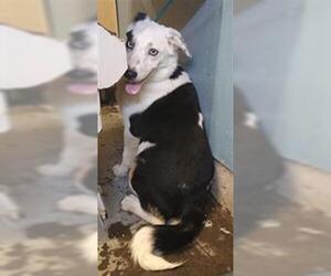 Australian Shepherd-Unknown Mix Dogs for adoption in Camarillo, CA, USA
