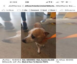 Chihuahua Dogs for adoption in New Orleans, LA, USA