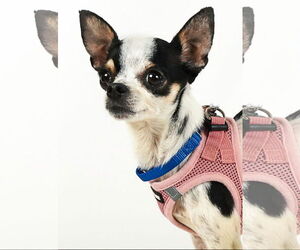 Chihuahua-Unknown Mix Dogs for adoption in Princeton, MN, USA