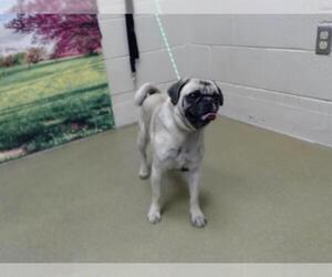 Pug-Unknown Mix Dogs for adoption in Moreno Valley, CA, USA