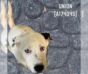 Siberian Husky-Unknown Mix Dogs for adoption in Tulsa, OK, USA