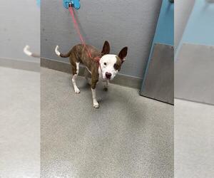 Mutt Dogs for adoption in Las Vegas, NV, USA