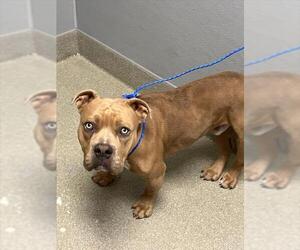 American Pit Bull Terrier-Unknown Mix Dogs for adoption in Las Vegas, NV, USA