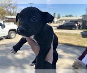 Chihuahua-Unknown Mix Dogs for adoption in Houston, TX, USA