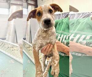 American Pit Bull Terrier-Coonhound Mix Dogs for adoption in GILBERTS, IL, USA